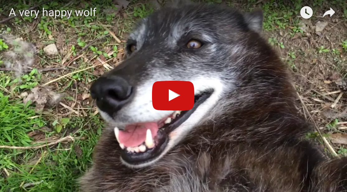 One Happy Wolf - Rescued Wolf