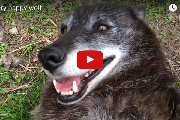 One Happy Wolf - Rescued Wolf