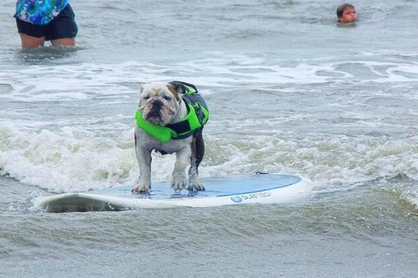 A Dog that Surfs, Really a Dog that Surfs!